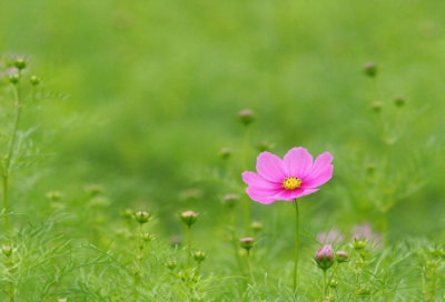 ​上海的一天作文范文