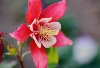 ​追梦吧少年希望工程圆梦行动开学季节目观后感心得体会大全