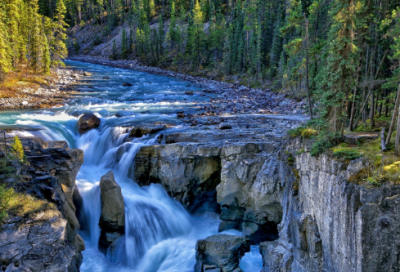 ​小动物作文范文四篇
