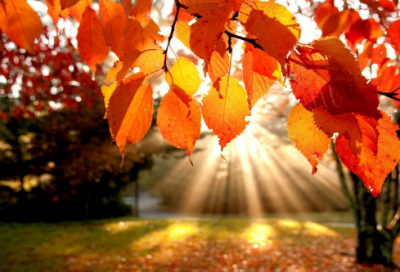 ​七上漫游语文世界作文范文