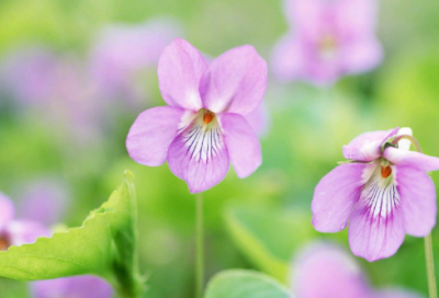 ​描写成都的作文范文