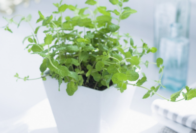 ​以春为话题作文范文