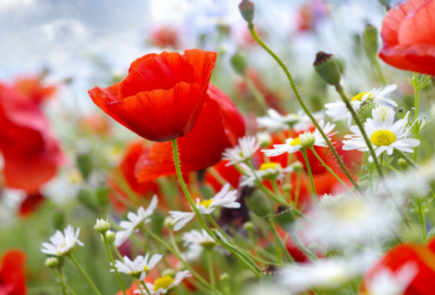 ​“让红领巾更加鲜艳”心得体会观后感最新精选3篇