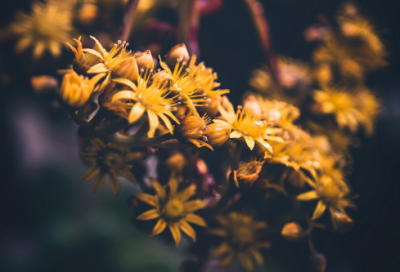 ​三亚导游词作文范文