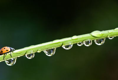 ​关于人与动物的作文范文