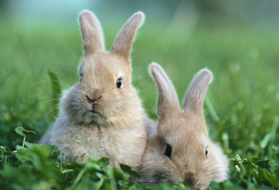 ​小学英语六年级英语教学计划