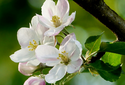​关于植物的优秀作文范文