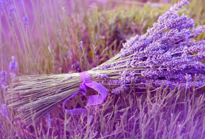 ​保护动物作文范文