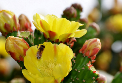 ​百无禁忌作文范文