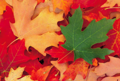 ​一件有意义的事作文范文