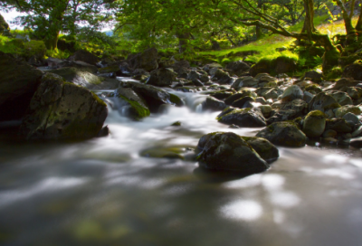 ​与动物有关的作文范文