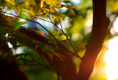 ​以守望为话题的高中作文范文