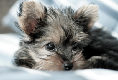 ​关于追寻的素材作文范文