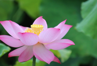 ​要学会为教训买单的作文范文