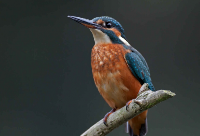 ​考研英语的真题作文范文参考