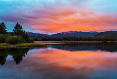 ​小学动物作文范文