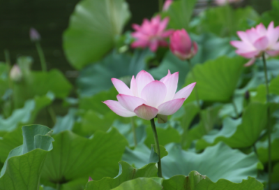 ​关于养狗英语作文范文