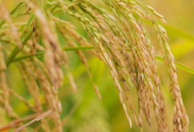 ​关于校园作文精彩范文