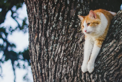 ​描写秋雨的作文