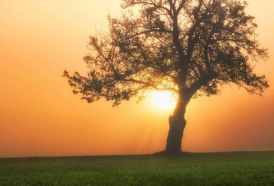 ​春天里的作文