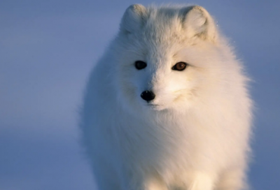 ​四年级作文校园一角400字