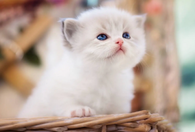 ​自我介绍的作文