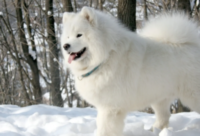 ​劳动最光荣作文