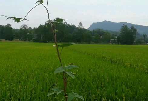 1691998977172732.png image.png