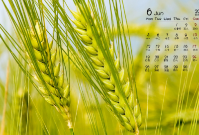 ​和谐校园作文