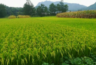 ​我的作文老师作文400字