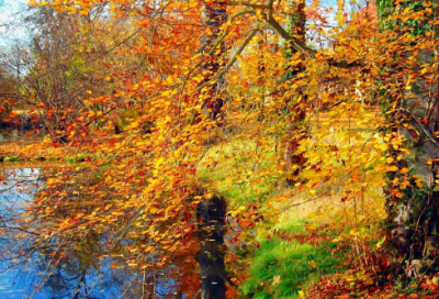 ​尊敬造句,用尊敬怎么造句