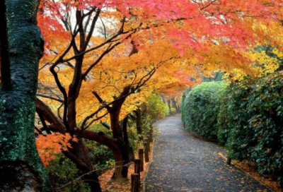 ​不可同年而语造句,用不可同年而语怎么造句