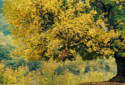 ​一堆造句,用一堆怎么造句