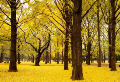 ​庐造句,用庐怎么造句