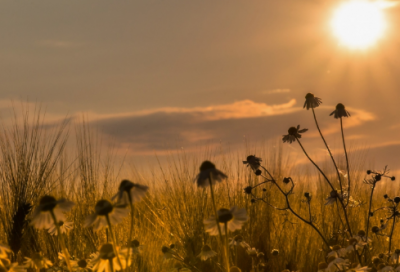 ​晤造句,用晤怎么造句