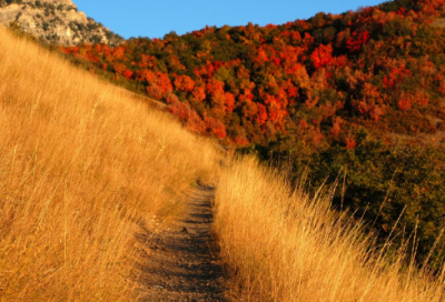 ​奕造句,用奕怎么造句