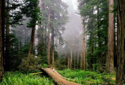 ​鳖造句,用鳖怎么造句