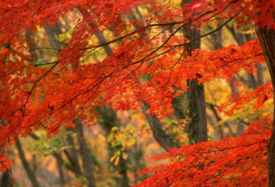 ​殉造句,用殉怎么造句