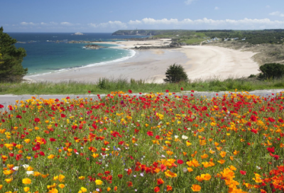 ​其美造句,用其美怎么造句