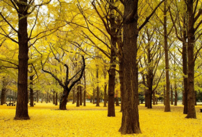 ​荤造句,用荤怎么造句