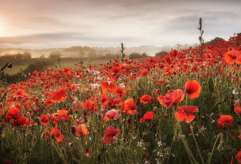 1699556793554470.png image.png