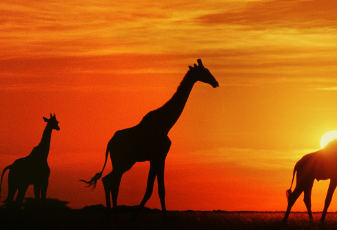 1699557642236717.png image.png