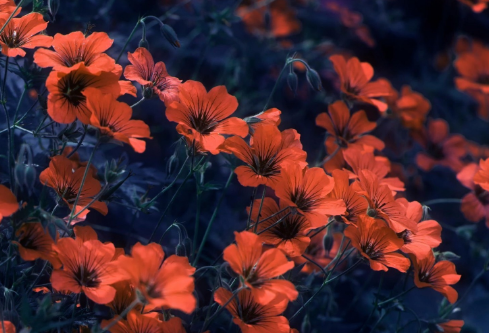 1699597983877336.png image.png