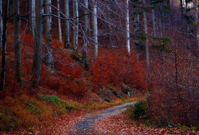 ​数不胜数造句