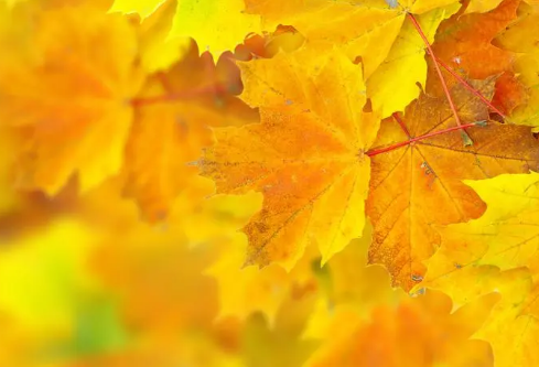 1699608740193936.png image.png