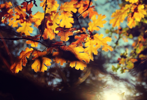 1699618493428910.png image.png