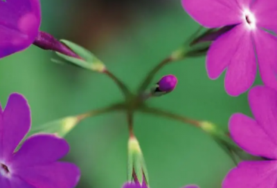 ​枉造句,用枉怎么造句