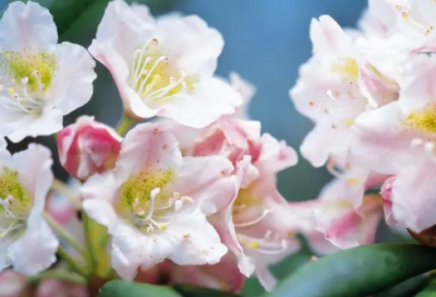 ​急急如律令造句,用急急如律令怎么造句