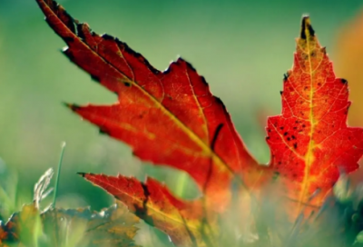 ​张牙舞爪造句