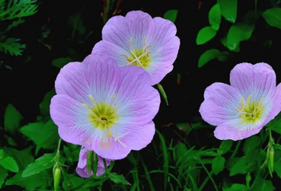 ​平淡无奇造句